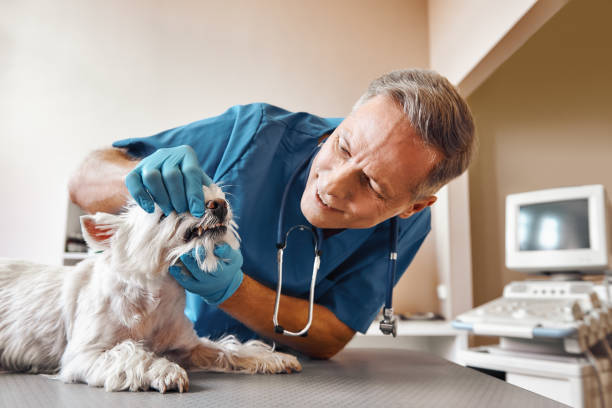 Best Emergency Root Canal Treatment in Madison Heights, VA